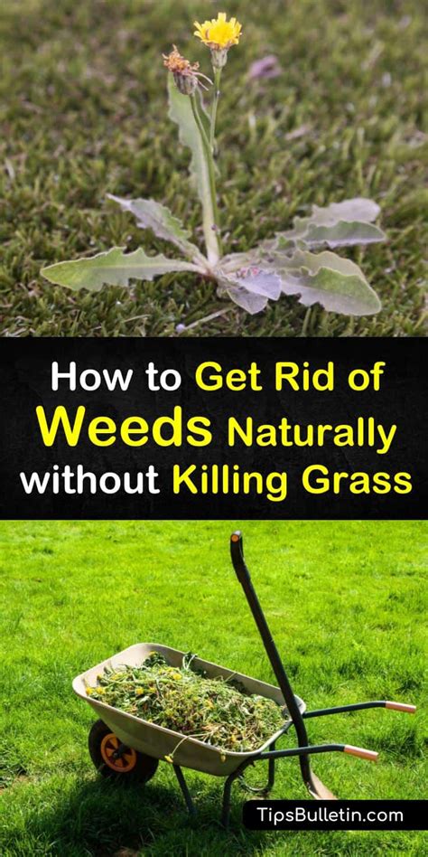 How to get rid of weeds. Things To Know About How to get rid of weeds. 